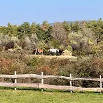 Bed & Breakfast Tenger-szem Panzio Es Lovasudvar 4*